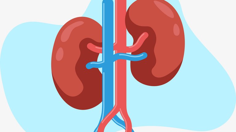 [Translate to Germany - deutsch:] Schematics of a human kidney